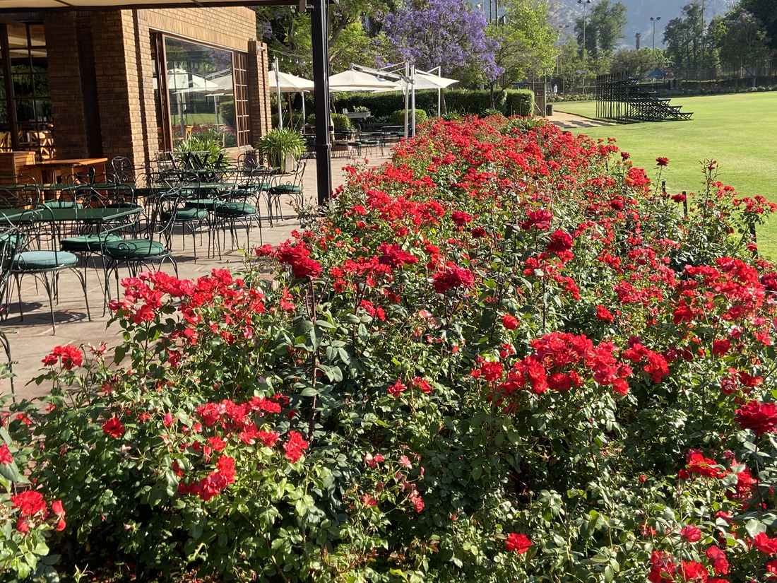 Macizo de rosas rojas frente a la terraza del Club de Polo y Equitación San Cristóbal