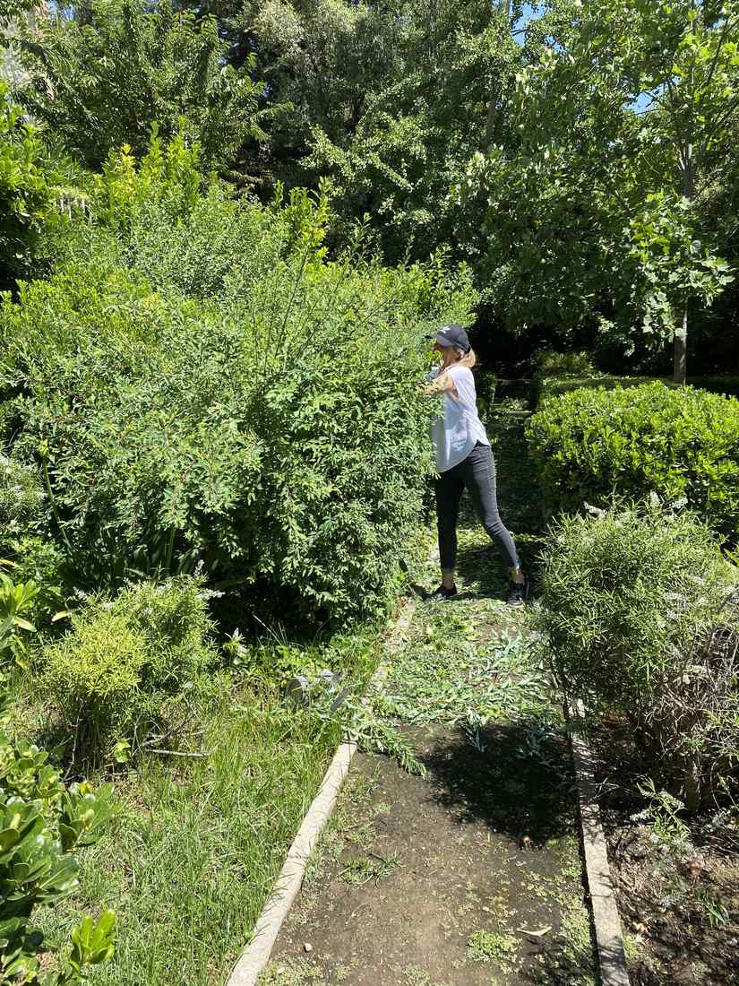 Constanza Cazebonne, paisajista y socia fundadora de CV Paisajismo, podando un seto en un jardín de casa particular