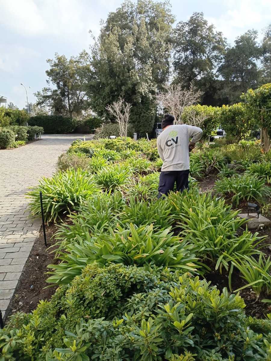 Jardinero de CV Paisajismo con uniforme de la empresa trabajando en un macizo de área verde