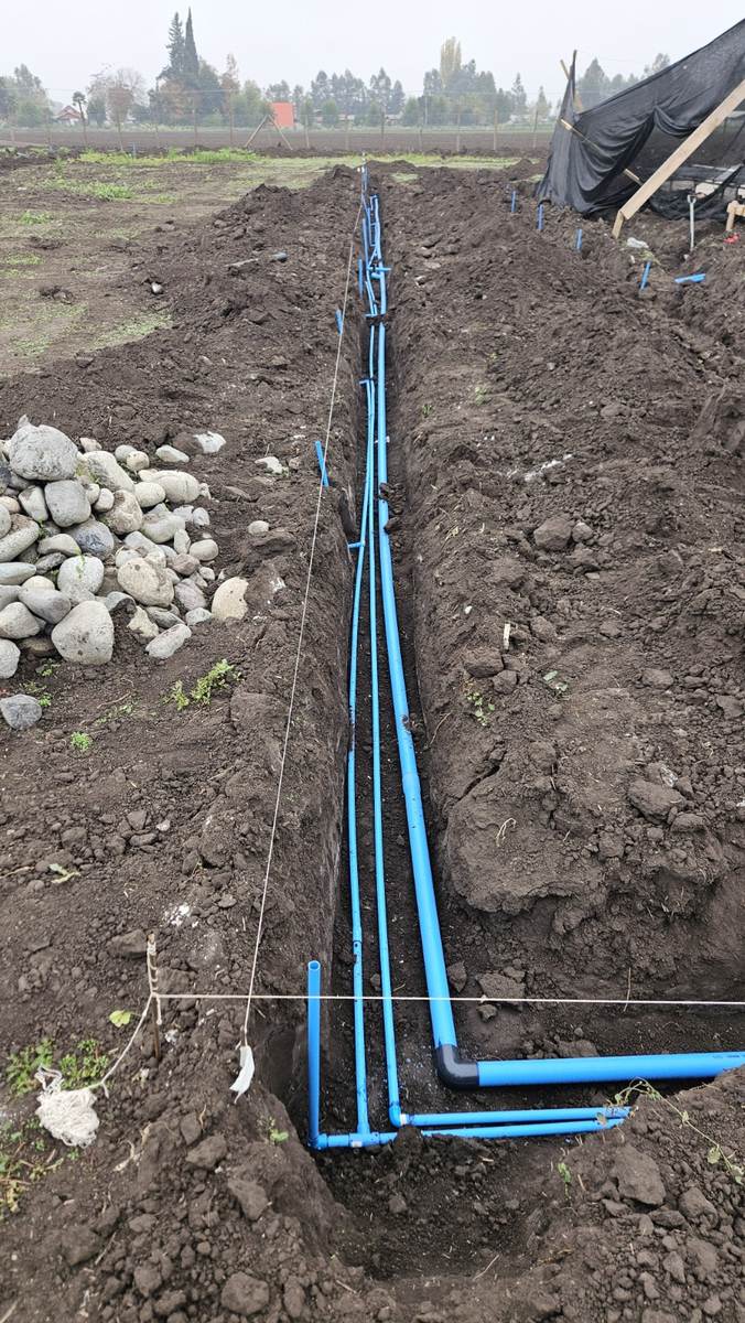 Instalación de la matriz de riego automático en zanja, antes de la plantación