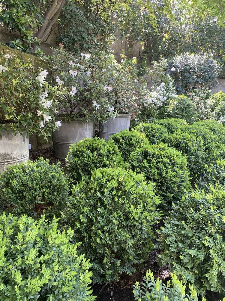 Macizos de arbustos y flores en el jardín de una casa en Santiago