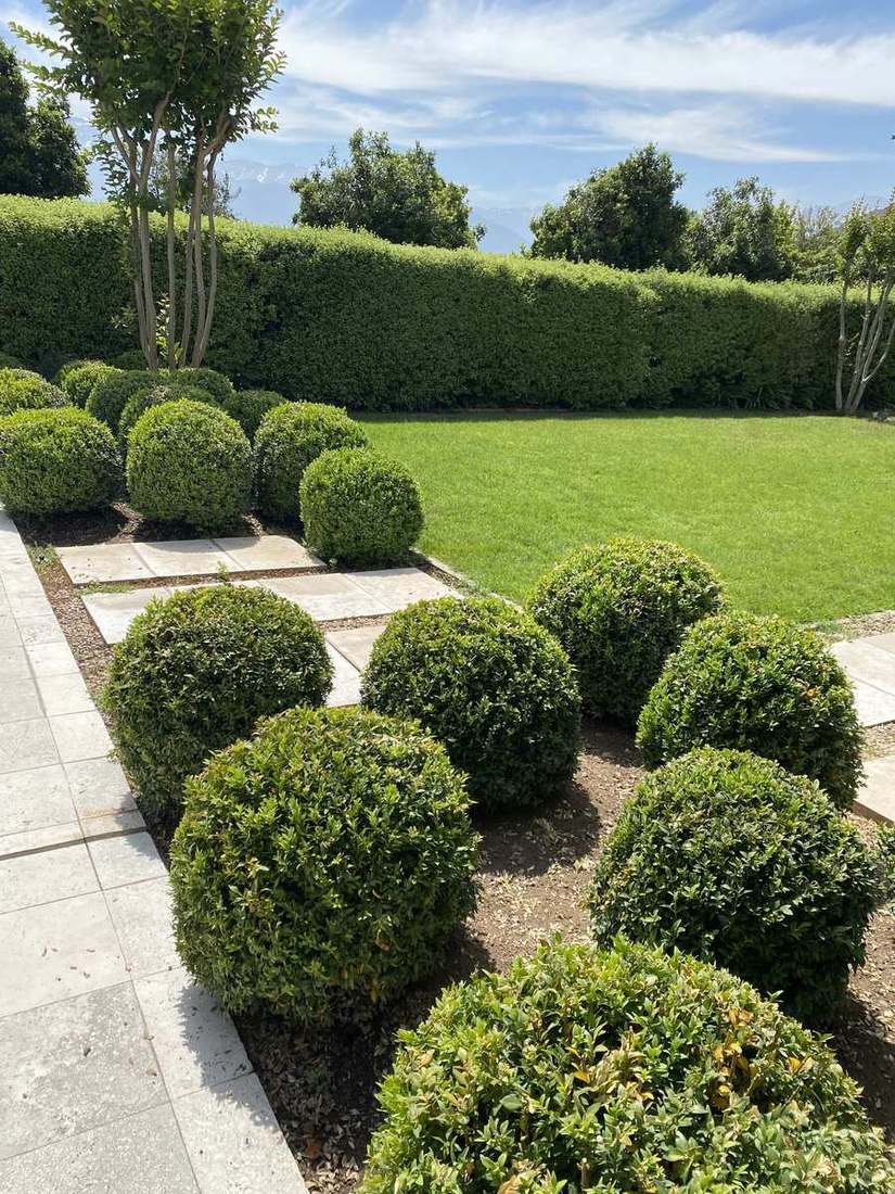 Macizo de arbustos podados en el jardín de una casa en Santiago