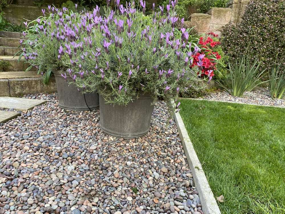 Jardín con topiarios y sendero de baldosas en una casa de Vitacura