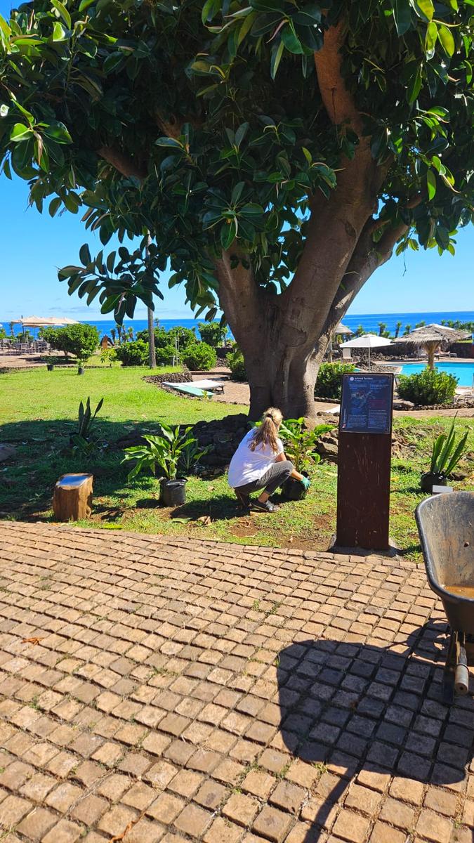 Árbol de gran porte junto a la piscina del Hotel Nayara Hangaroa, con el mar de Rapa Nui al fondo