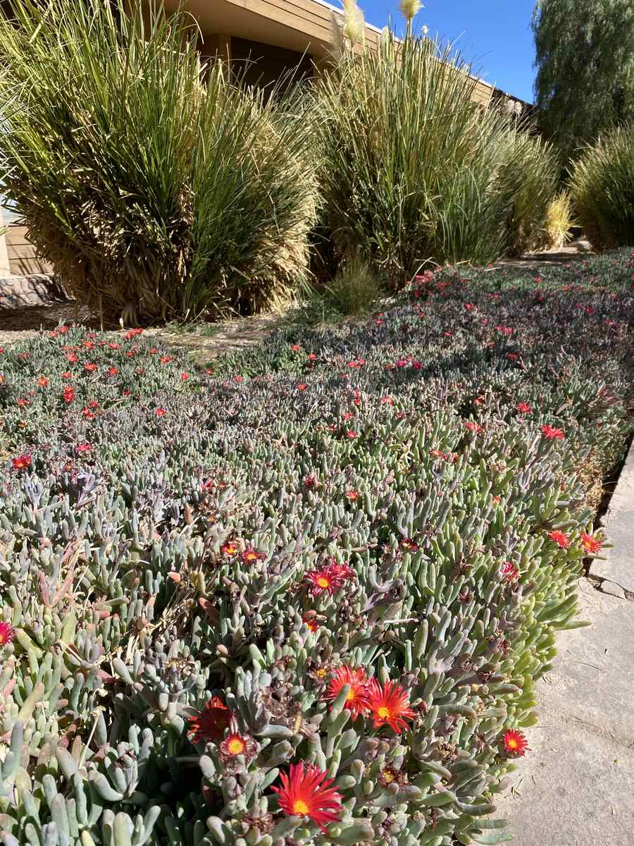 Cubresuelo suculento en flor sobre un talud, en el jardín de un hotel en San Pedro de Atacama