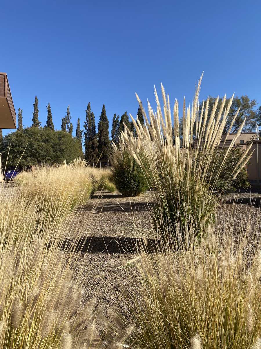 Gramíneas ornamentales y cortaderas en el jardín de un hotel en San Pedro de Atacama