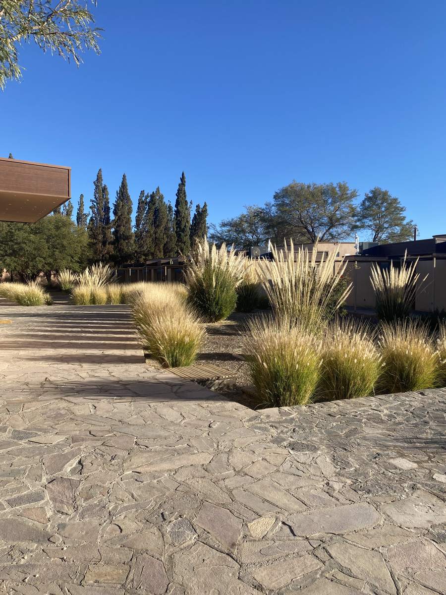 Sendero de laja entre macizos de gramíneas en el jardín de un hotel en San Pedro de Atacama