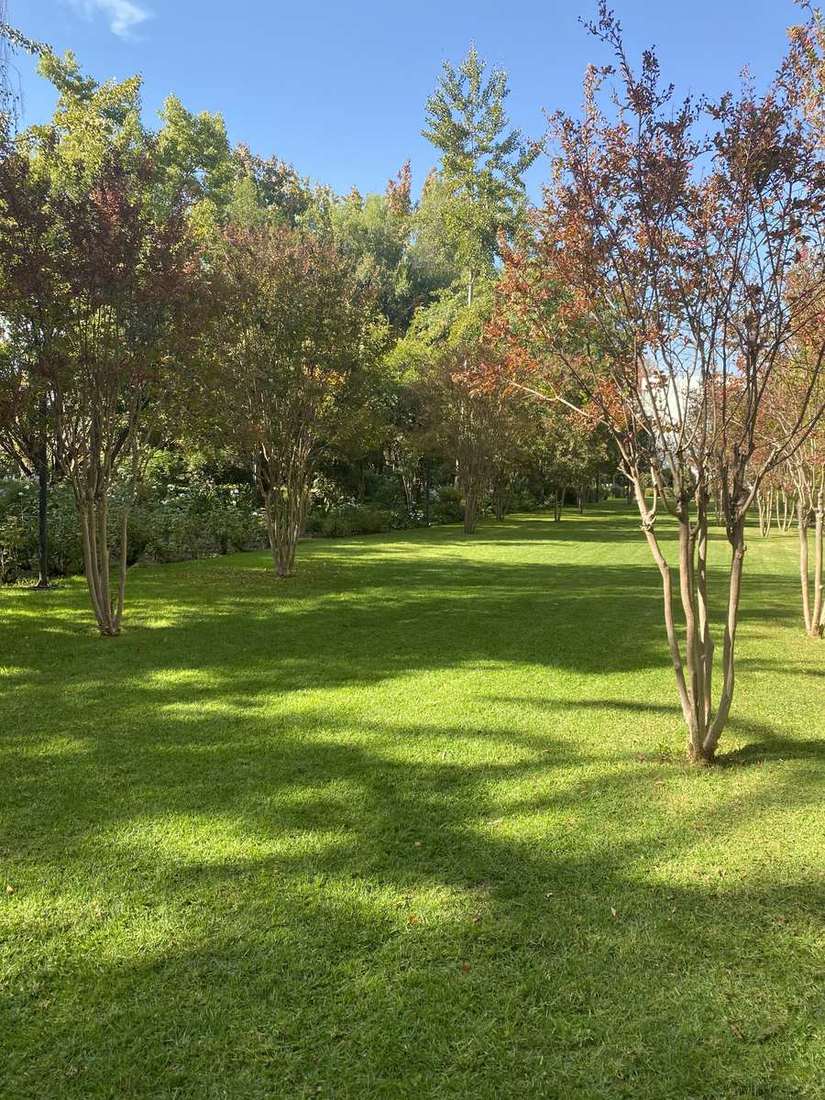 Arbolado en otoño en las áreas comunes de un condominio de Vitacura
