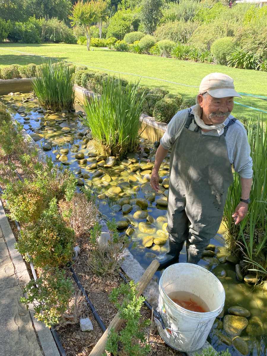 Limpieza y mantención de un estanque con plantas acuáticas en un jardín de casa particular