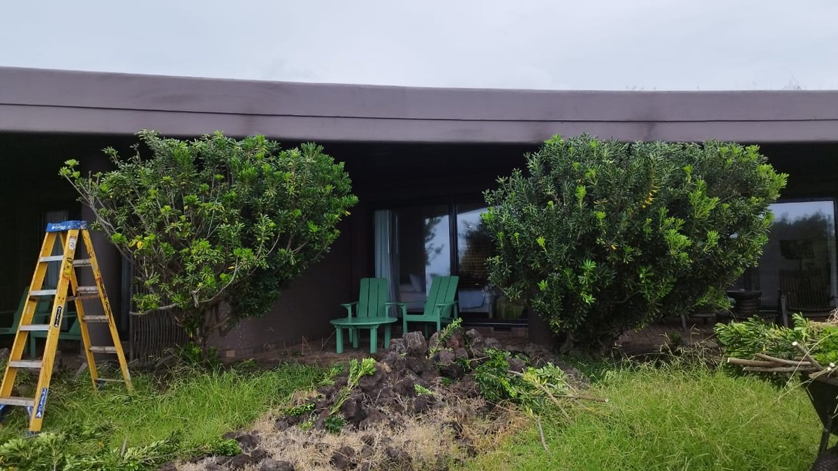 Trabajo de poda en altura con escalera durante la mantención del jardín del Hotel Nayara Hangaroa, Isla de Pascua