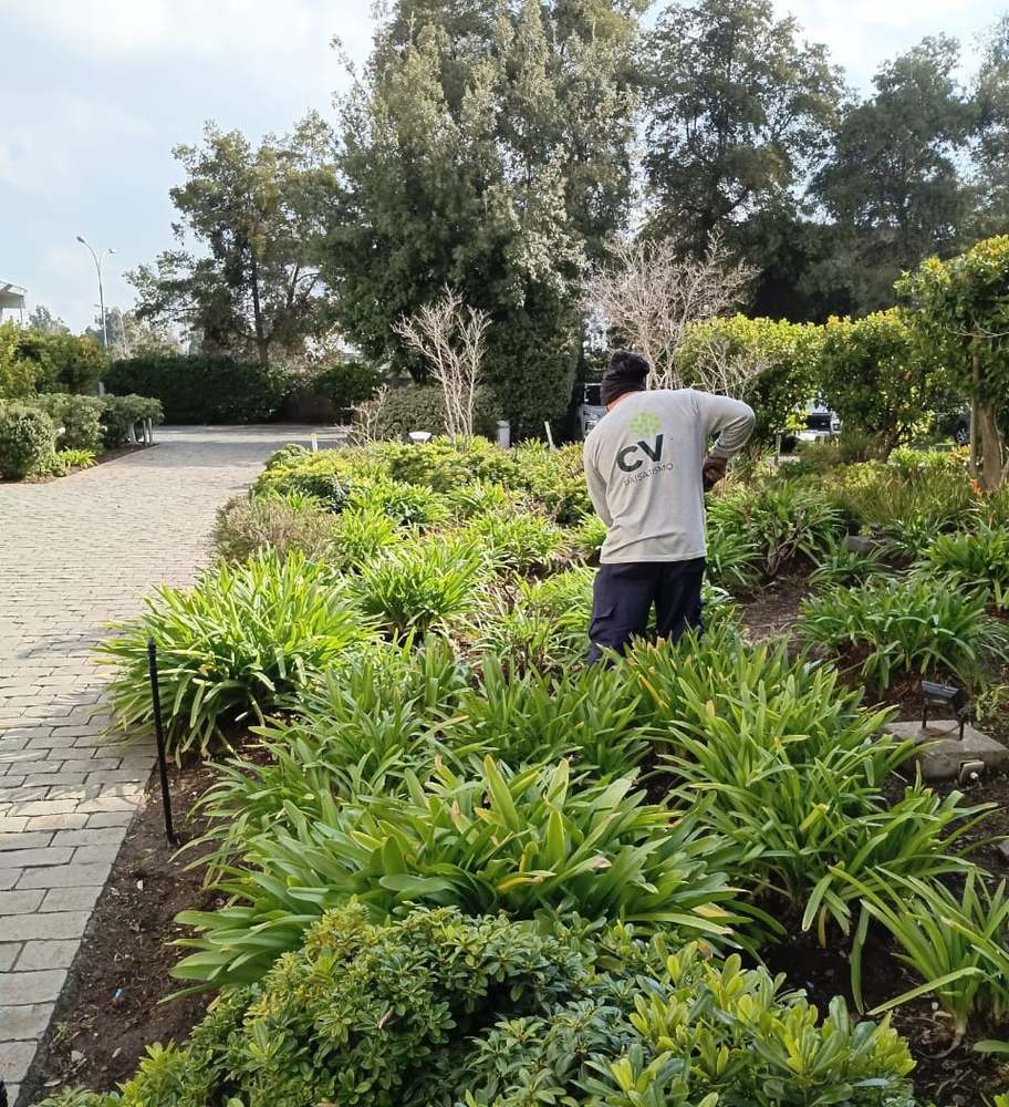 Jardinero de CV Paisajismo trabajando en un macizo de agapantos
