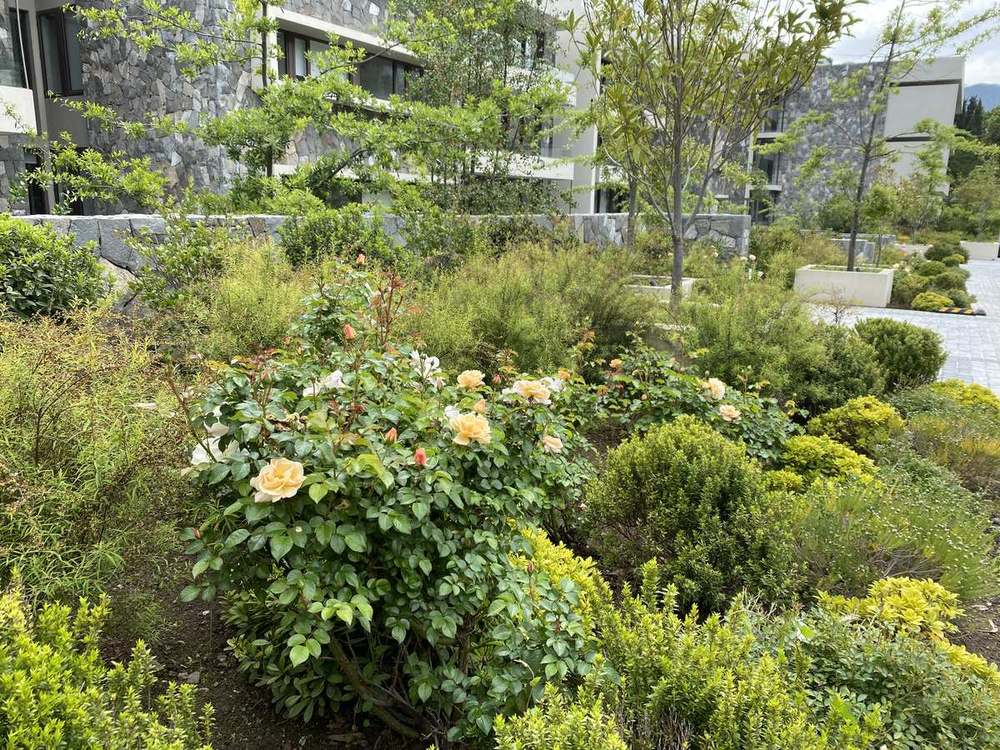 Antejardín con rosas en un edificio de departamentos en Las Condes