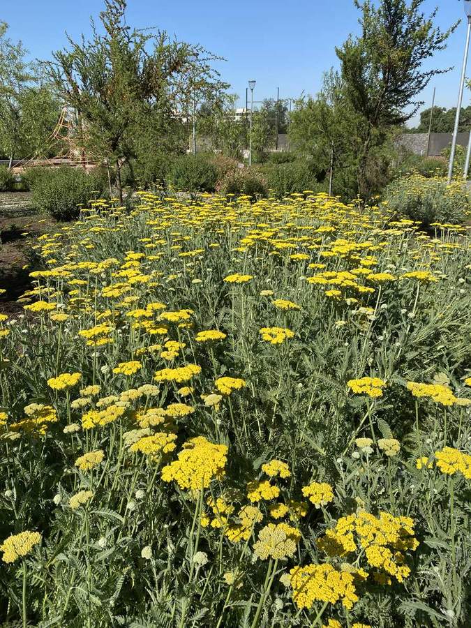 Paisajismo con flores de campo en un parque empresarial de Vitacura