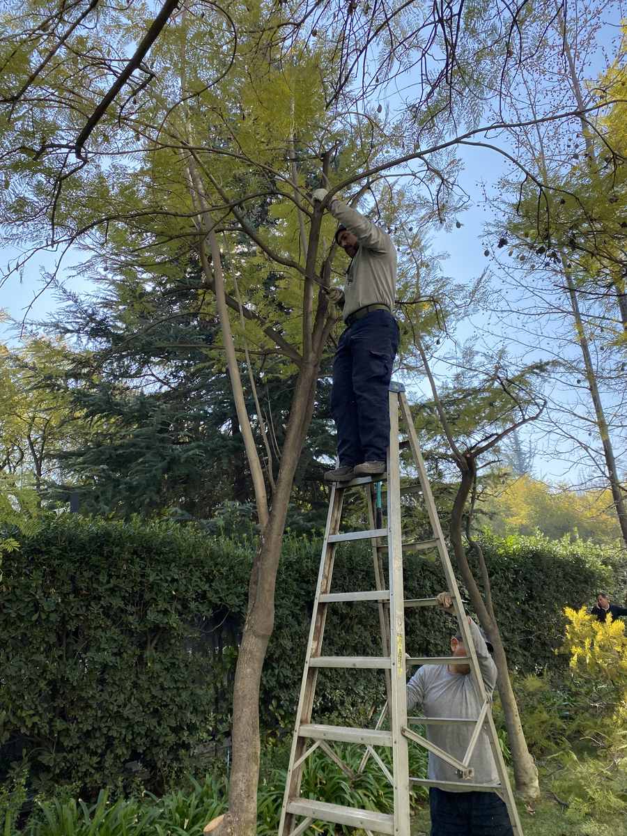 Poda en altura de arbolado maduro con escalera de tijera en un jardín de casa particular