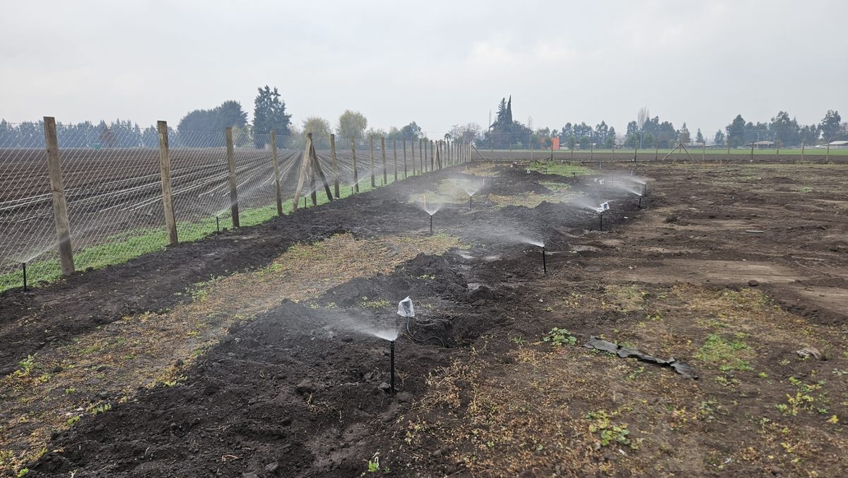 Prueba de aspersores de riego automático sobre terreno preparado, antes de instalar el césped