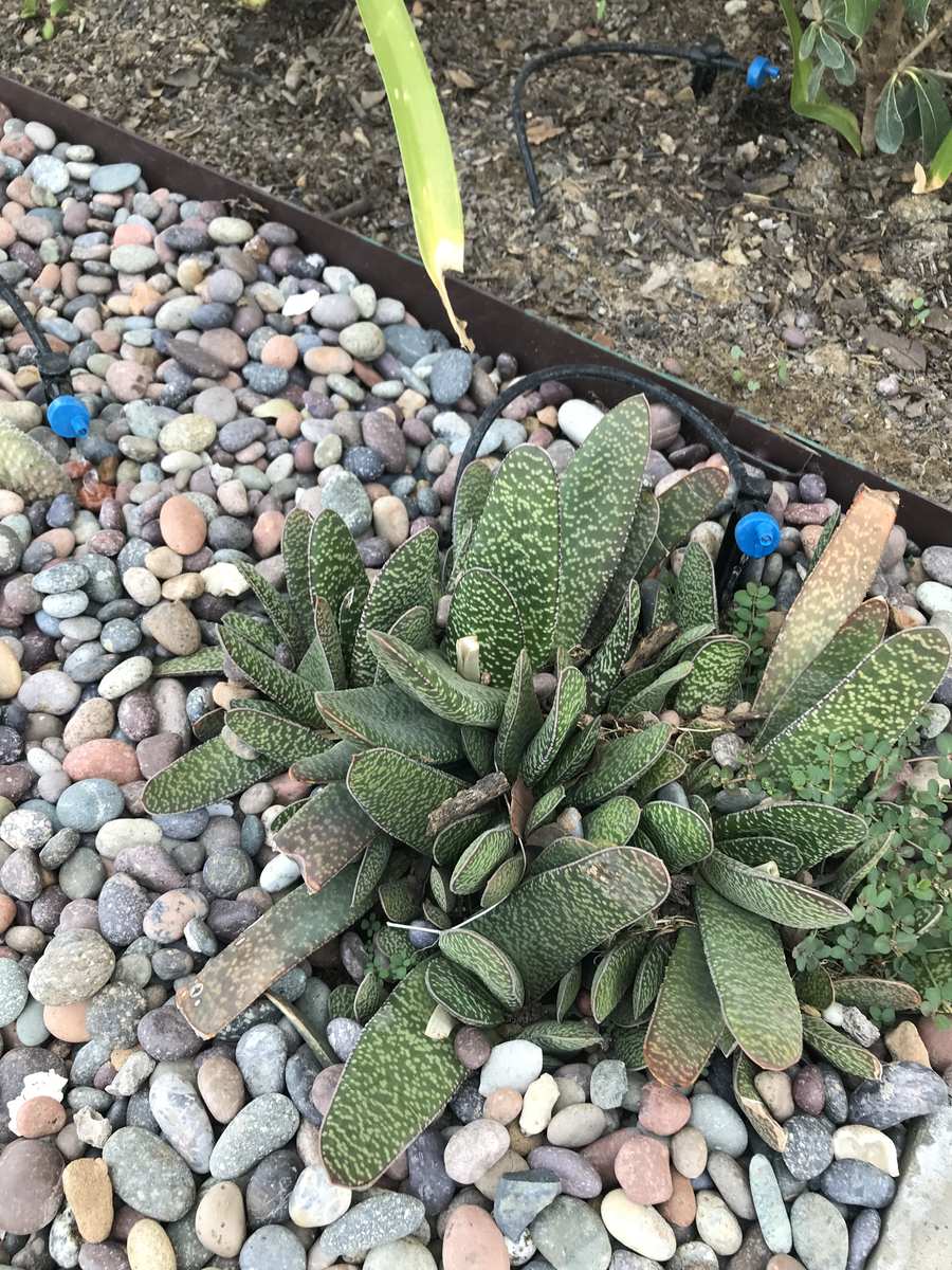 Línea de riego por goteo con goteros al pie de las plantas en una terraza de Las Condes