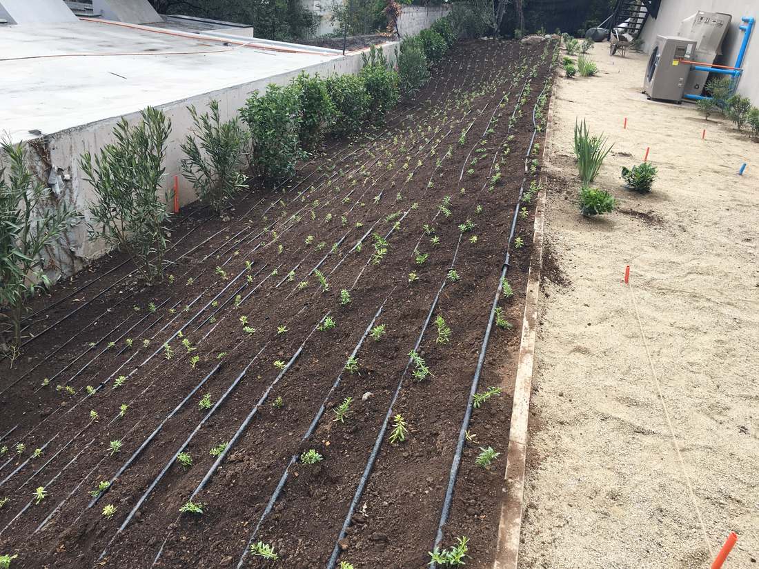 Ladera recién plantada con las líneas de riego por goteo instaladas