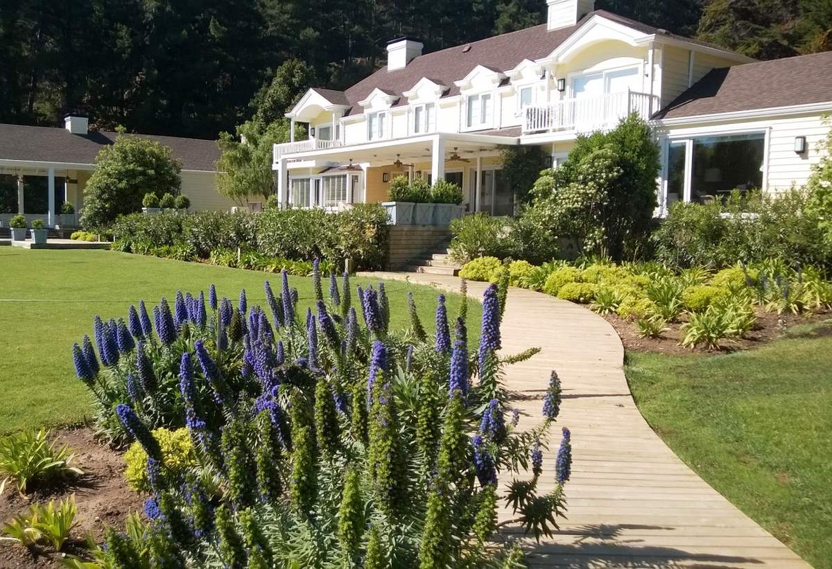 Jardín terminado con pradera, sendero de madera y echium en flor frente a la casa