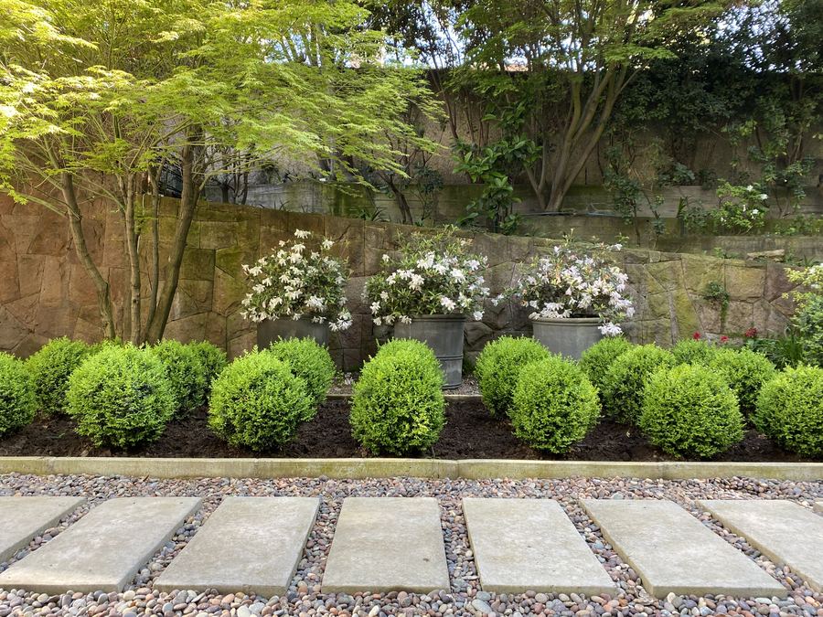 Jardín con topiarios de boj, azaleas blancas en maceteros de zinc y muro de piedra