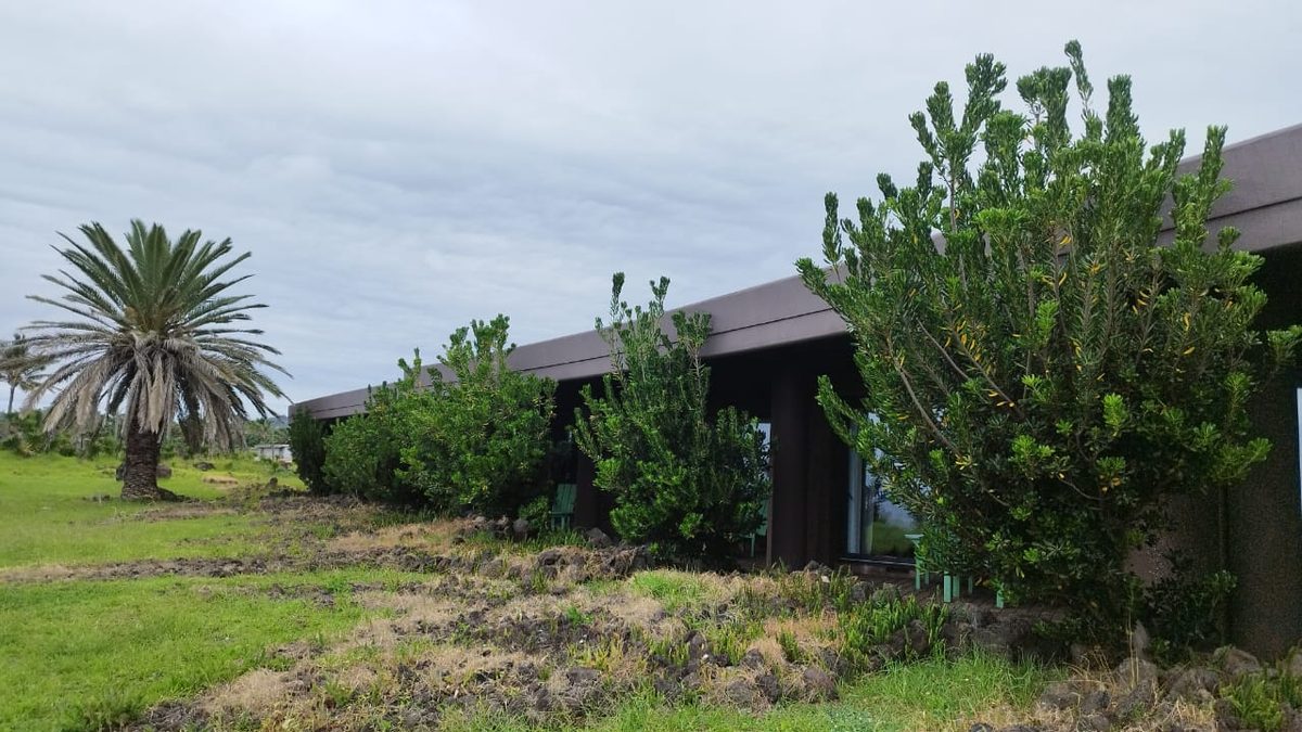 Arbustos sin podar frente a las habitaciones del hotel Nayara Hangaroa, Rapa Nui