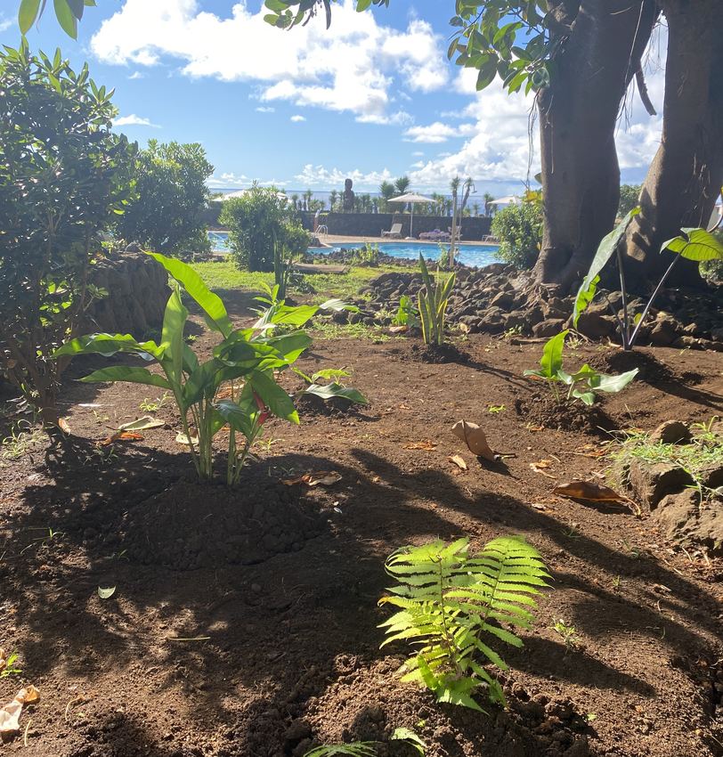 Plantación tropical recién ejecutada junto a la piscina del hotel Nayara Hangaroa, Rapa Nui