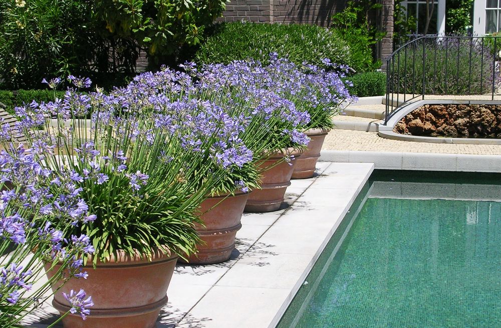 Hilera de maceteros de terracota con agapantos en flor al borde de la piscina de un jardín